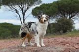 BERGER AUSTRALIEN 118